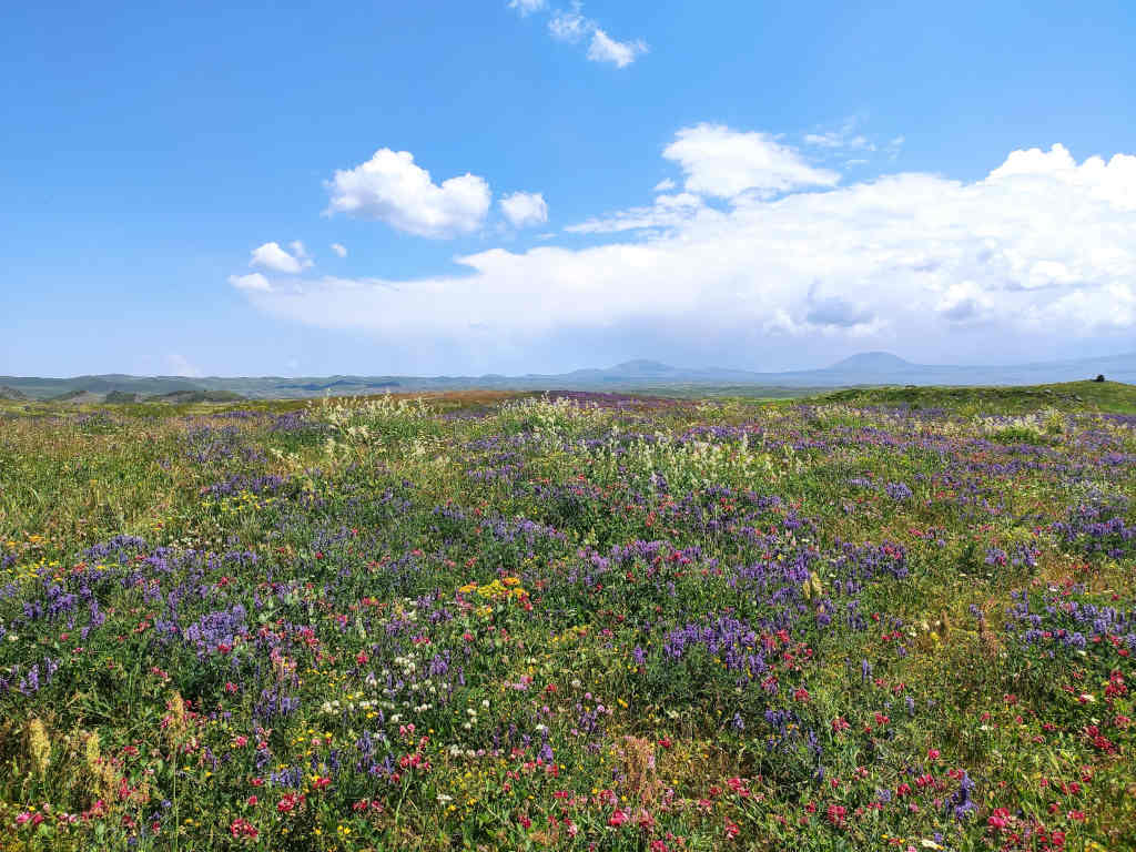 flower fields