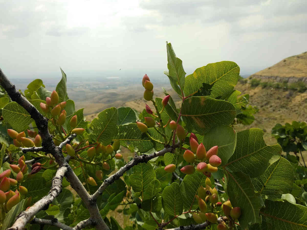 pistachio tree close-up