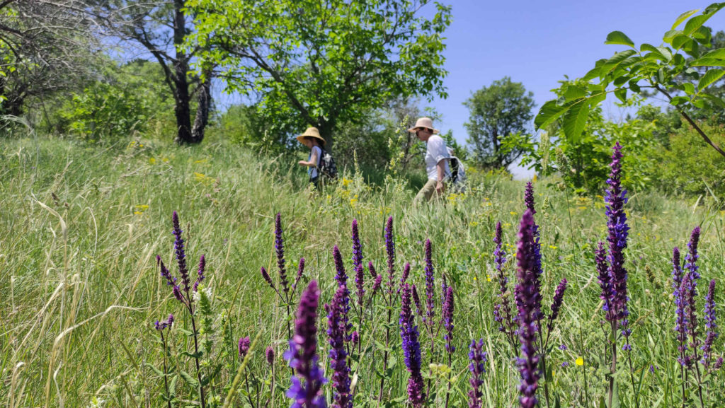 two people walking behind grass